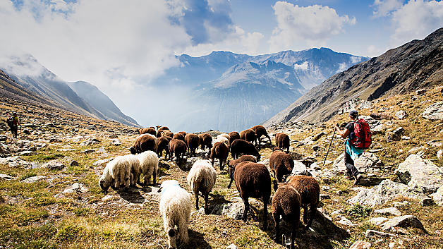 Erlebe die Transhumanz vom Ötztal ins Schnalstal
